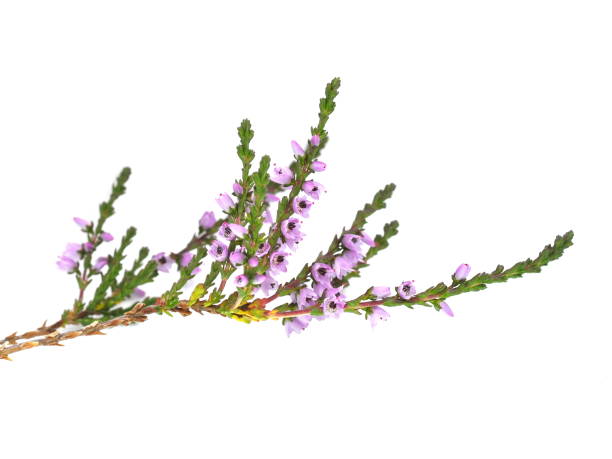istock Calluna vulgaris on white 1030966706