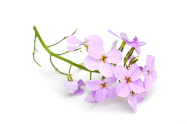 istock Gilliflower Hesperis matrionalis on white 1030966792