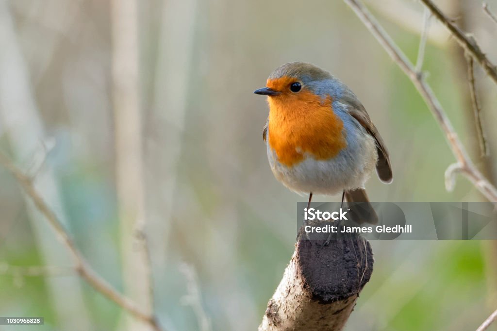 Robin Robin on perch Bird Stock Photo