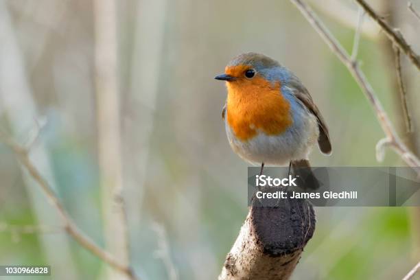 Robin Stock Photo - Download Image Now - Bird, Robin, Animals In The Wild