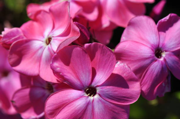 istock Pink garden Phlox 1030969336