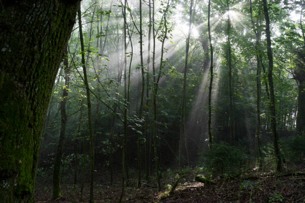 istock In the forest on an autumn morning 1030970158