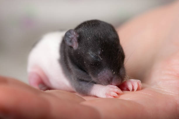 istock very small blind baby rat 1030970278