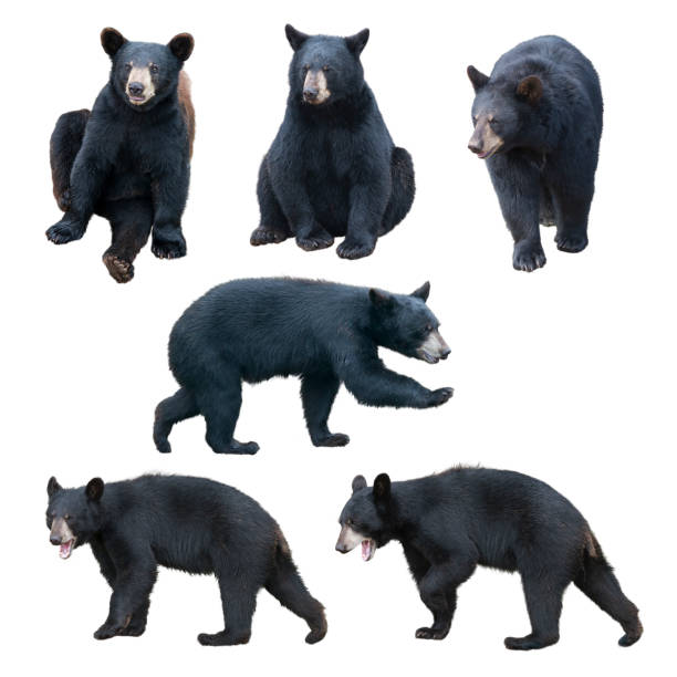 коллекция черного медведя на белом фоне - activity animal sitting bear стоковые фото и изображения