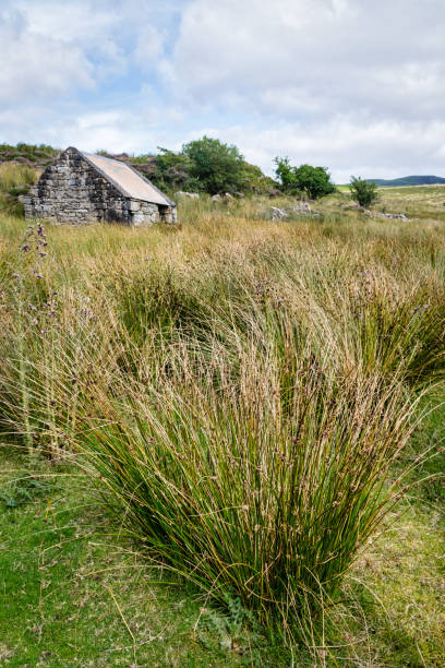 istock Long Grass in an Irish Field 1030977716
