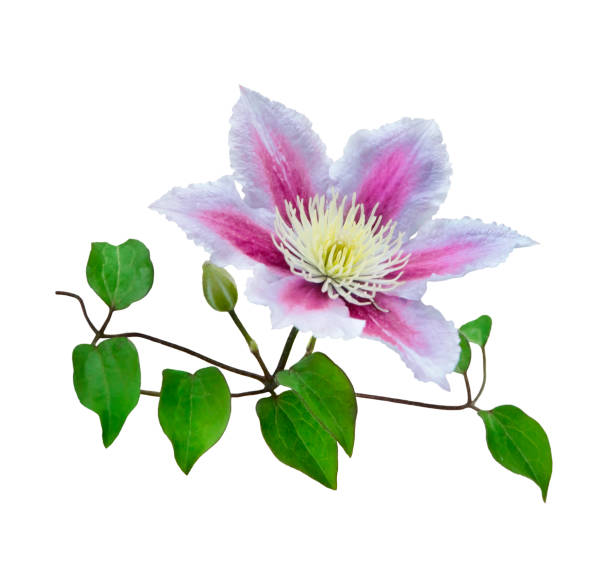 istock Purple clematis isolated on white background 1030977800