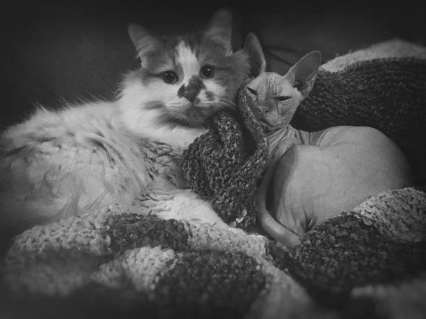 istock Turkish Van and Canadian Sphinx Cats 1030982588