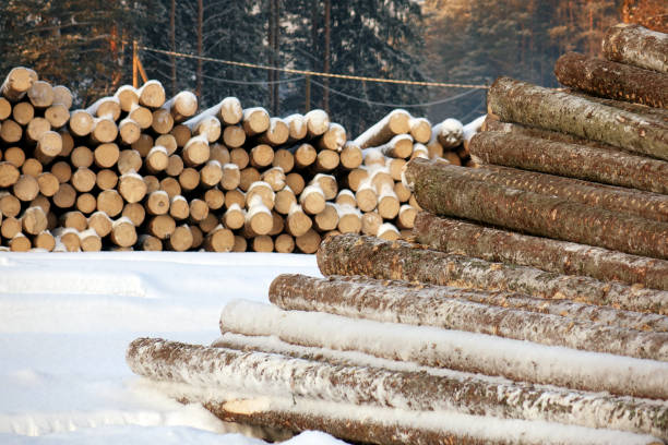 istock The logs are prepared for transport . 1030989416