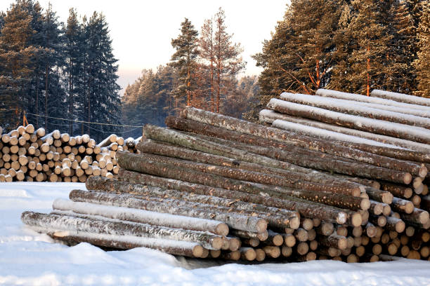 istock The logs are prepared for transport . 1030989444