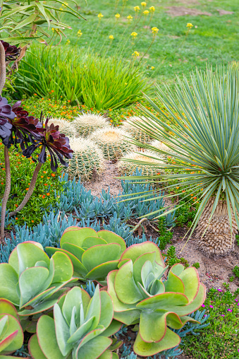 Flowerbed with different kind of succulents.