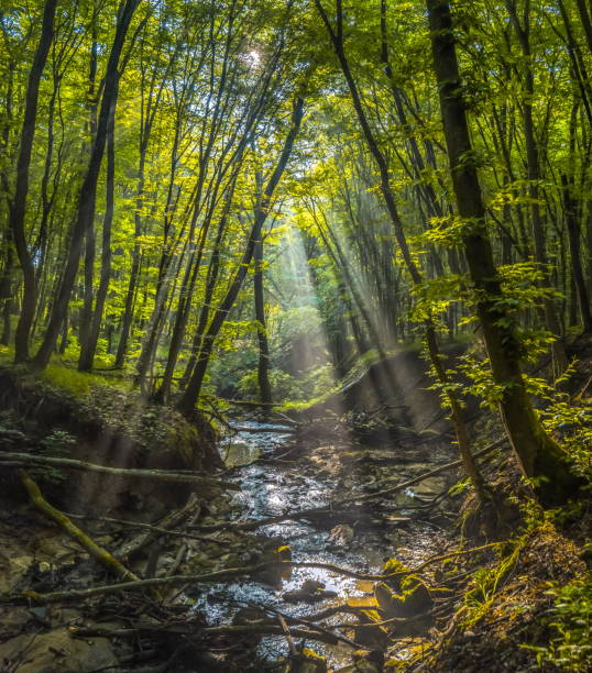 istock Foggy dawn in the spring forest. 1030992424