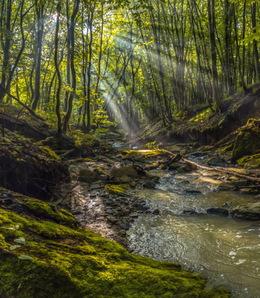 istock Foggy dawn in the spring forest. 1030992878