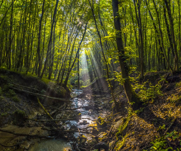 istock Foggy dawn in the spring forest. 1030995540