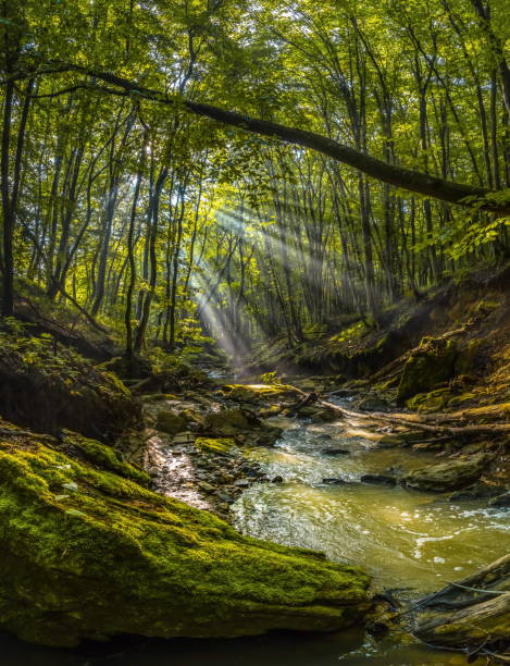 istock Foggy dawn in the spring forest. 1030995752