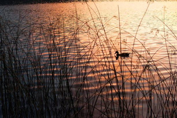 istock SILHOUETTE DUCK SWIMMING ON A LAKE DURING SUNSET LIGHT 1030999098
