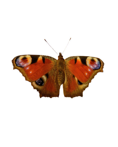 istock Aglais io, Dorsal side, peacock butterfly. Isolated 1031001864