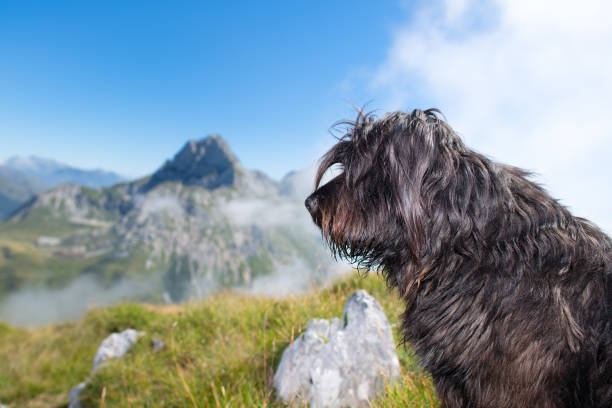 Female hiker enjoys the beautiful outdoors with her dog, walking on top of the Tre Cime di Lavaredo.