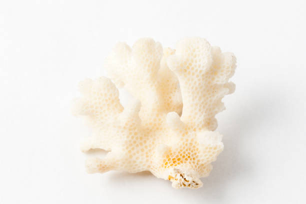 istock macro mineral stone geode of chalcedony on white background 1031002308