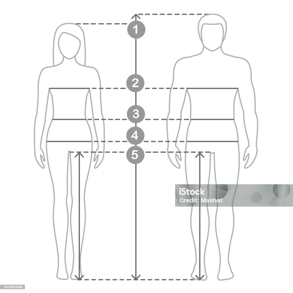 男人和女人的尺寸測量人體測量和比例向量圖形及更多人體圖片 - 人體, 測量工具, 大小的比例 - iStock