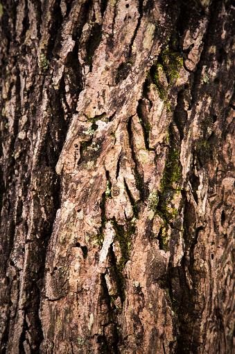 A Texture And Pattern Trunk In A Closeup View Stock Photo - Download ...