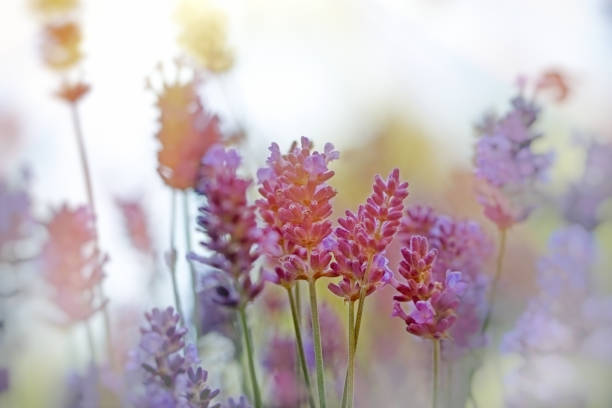 istock Beautiful lavender flower in flower garden 1031008212