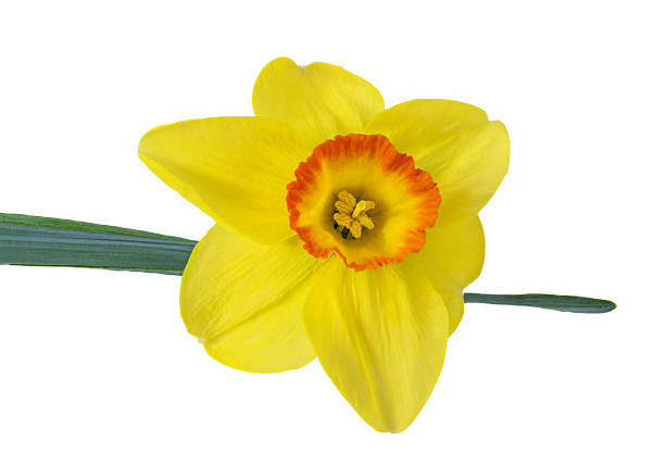 istock narcissus flower isolated on a white 1031010796