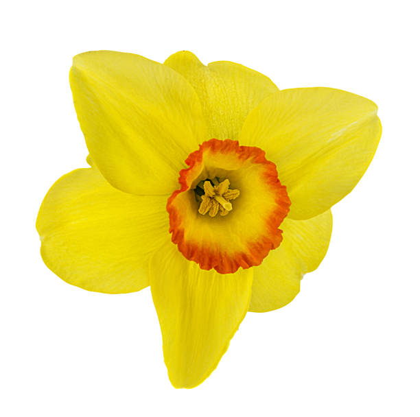 istock narcissus flower isolated on a white 1031010924