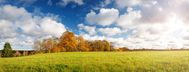 trees on the field in autumn on beautiful sunny day - autumn leaf falling panoramic imagens e fotografias de stock