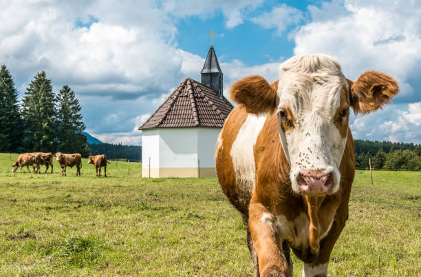 istock cow at the alps 1031011674