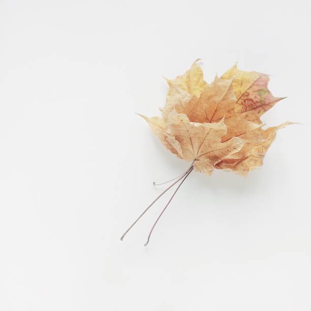 istock Autumn decor with pumpkins for Thanksgiving and Halloween 1031011886
