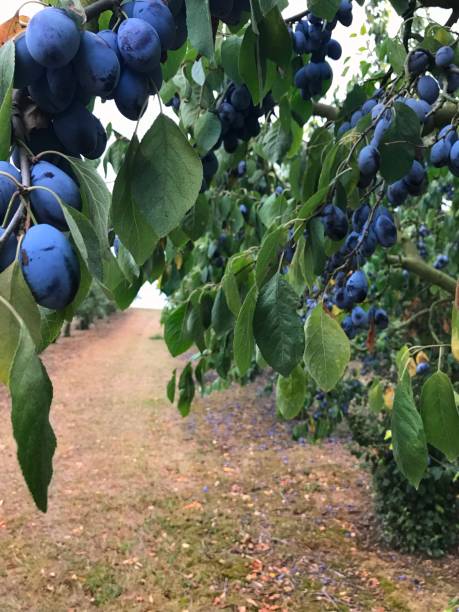 istock Plum tree with ripe plums in the garden. 1031014402