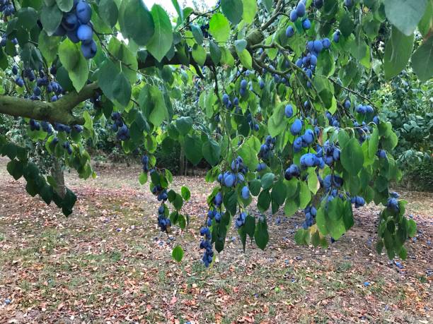 istock Plum tree with ripe plums in the garden. 1031014454