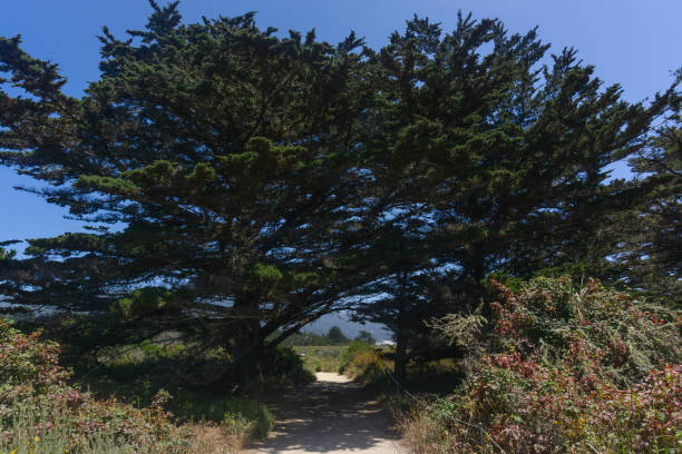 arco de árbol en punto de lobos - point lobos state reserve big sur california beach fotografías e imágenes de stock