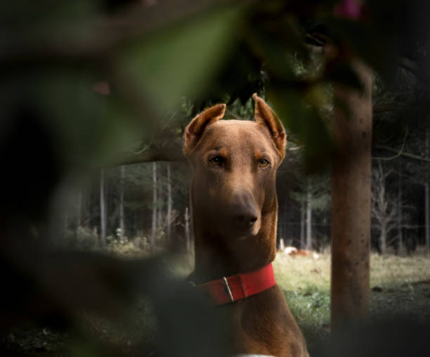 istock Among the plants a dog doberman looking 1031019216