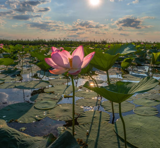 istock Lotus flowers. Summer dawn. 1031026872