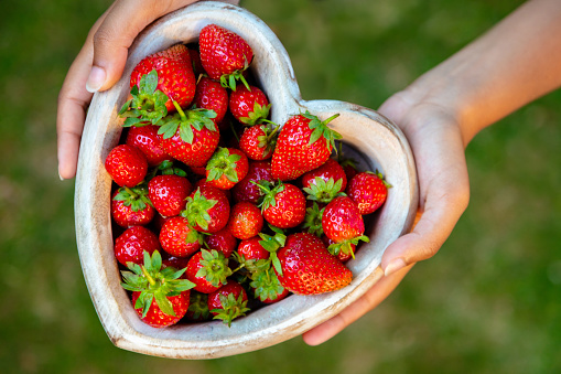 Overhead view of a girl or young woman hands holding a wooden heart shaped bowl of freshly picked red strawberries