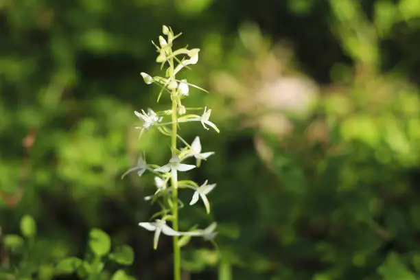 A fragrant nightviolin orchid (Platanthera bifolia) in a mixed forest of trees.