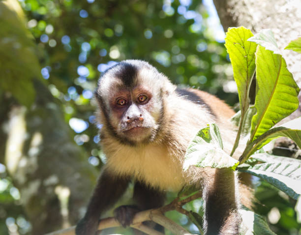istock Portrait Of Monkey On Tree In Forest 1031032194