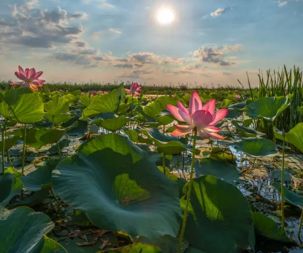 Summer dawn. Nutty lotus (Latin: Nelumbo nucifera). The species is listed in the Red Book of Russia.Lower reaches of the Volga Delta River. Astrakhan State Biosphere Reserve, Damchik site.