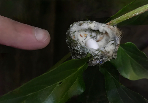 Hummingbird nest with egg and human finger for scale