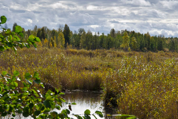 istock Swamp in Kemeri national park, Latvia 1031034722