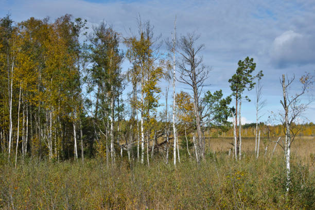 istock Birch forest in kemeri national park,  Latvia 1031034978