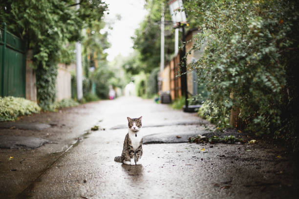 animal, domestic cat, animal themes, nature
