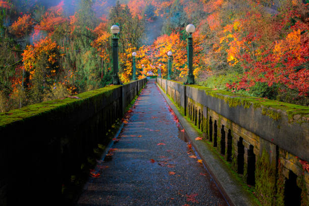 Fall Foliage Seattle arboretum bridge with fall foliage. arboretum stock pictures, royalty-free photos & images