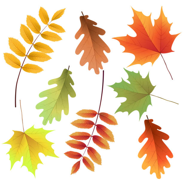 ilustrações, clipart, desenhos animados e ícones de conjunto, isolado no fundo branco de folhas de outono. rowan árvore, carvalho, maple leafs. buquê de folhas de outono. ilustração em vetor. - oak leaf leaf maple leaf autumn
