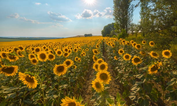 istock sunflower. Sunflower blossoms in Stavropol. 1031053856