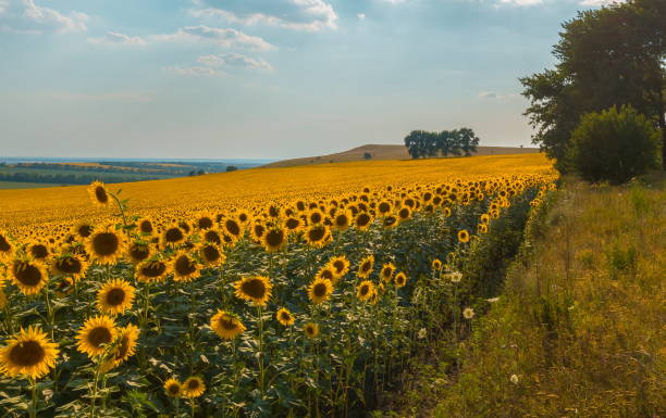istock sunflower. Sunflower blossoms in Stavropol. 1031055168