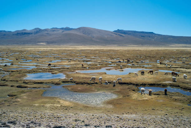 istock Landscape with a Herd of Llamas 1031059954