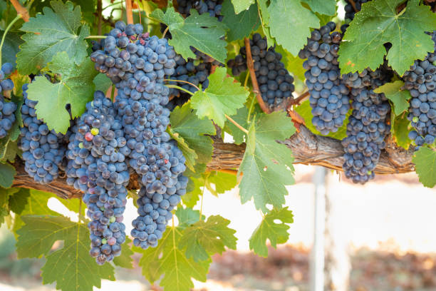 istock Vineyard with Lush, Ripe Wine Grapes on the Vine Ready for Harvest 1031060108