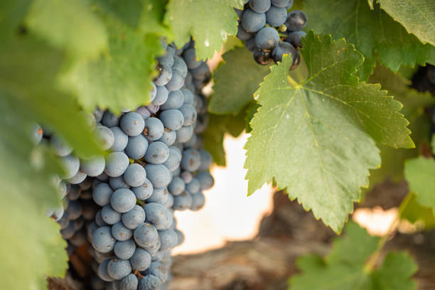istock Vineyard with Lush, Ripe Wine Grapes on the Vine Ready for Harvest 1031060278